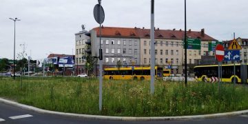 zdjęcie dekoracyjne