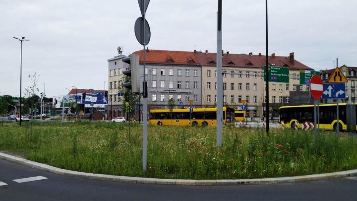 zdjęcie dekoracyjne