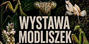 zdjęcie dekoracyjne