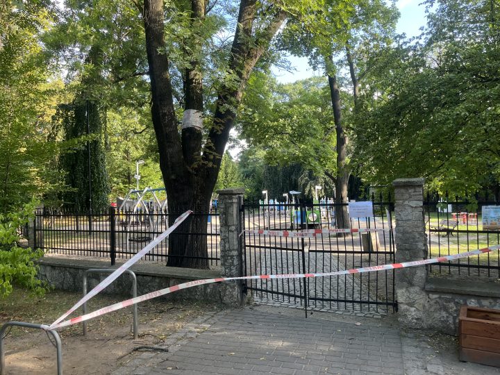 zdjęcie dekoracyjne