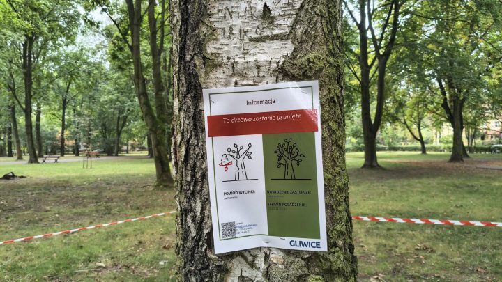 zdjęcie dekoracyjne